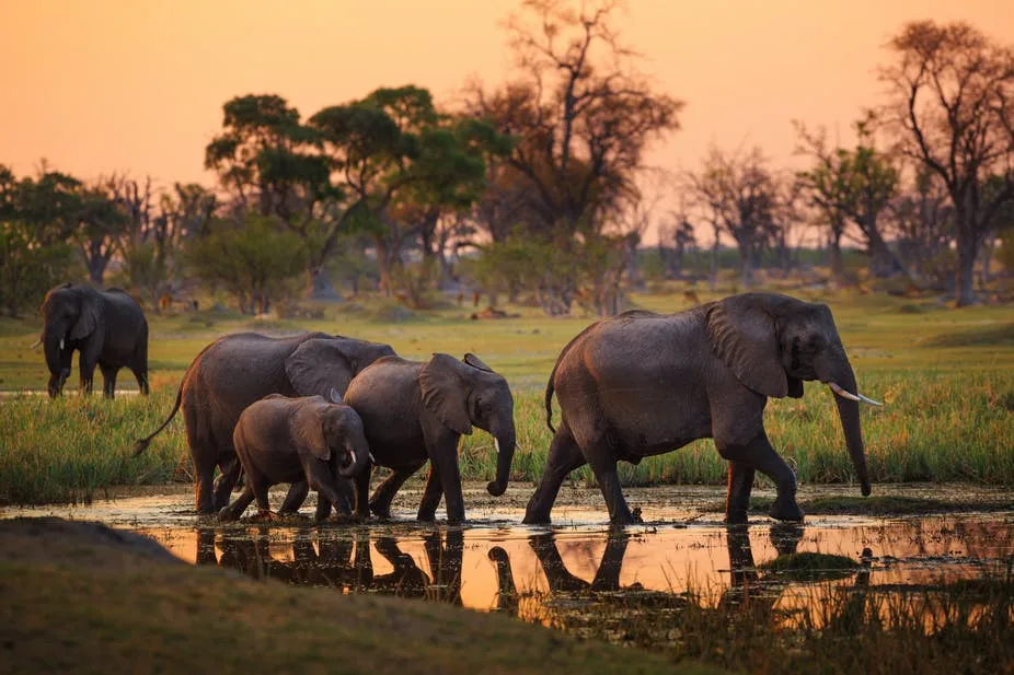 Botswana Driving Guide