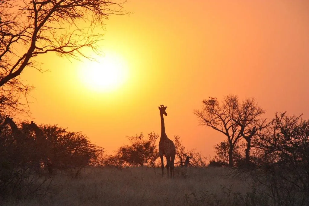 Zambia Driving Guide